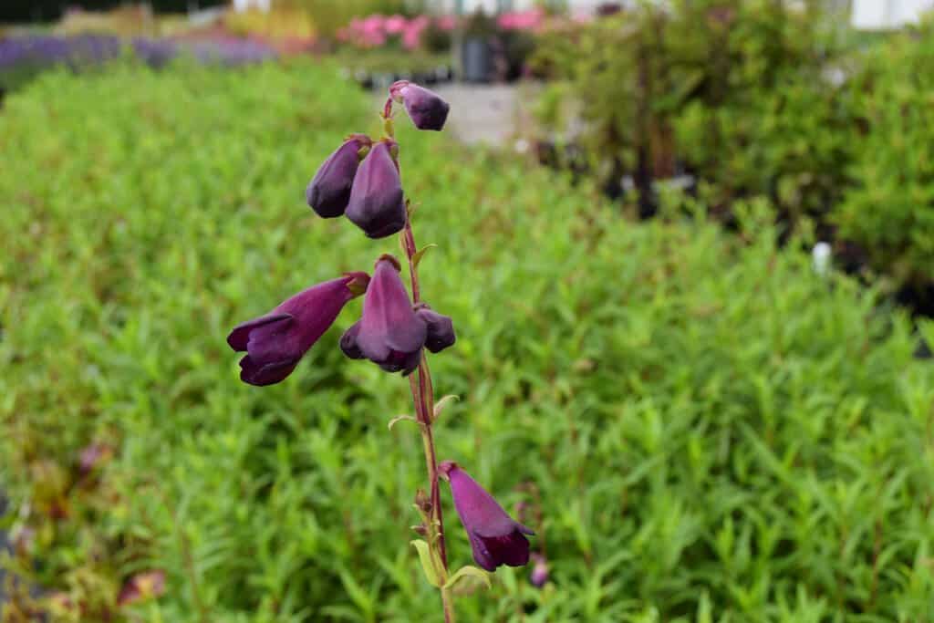 Penstemon 'Raven' ---